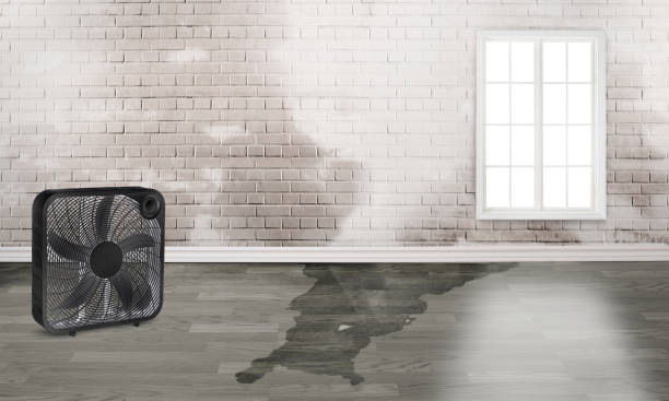 Best Water damage restoration experts  in Kapolei, HI